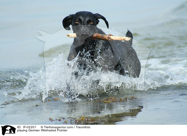 spielender Deutsch Drahthaar / playing German Wirehaired Pointer / IF-02201