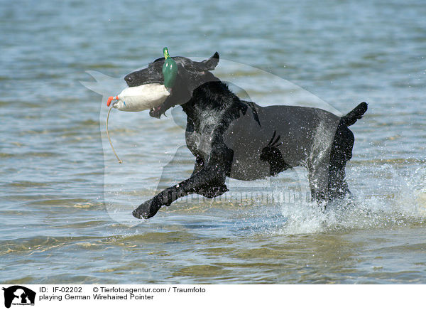 spielender Deutsch Drahthaar / playing German Wirehaired Pointer / IF-02202