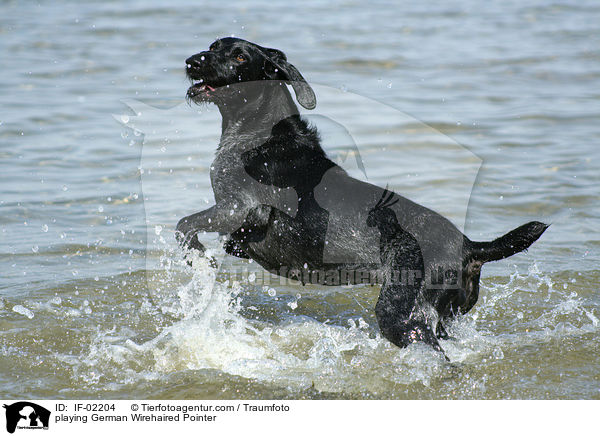 spielender Deutsch Drahthaar / playing German Wirehaired Pointer / IF-02204