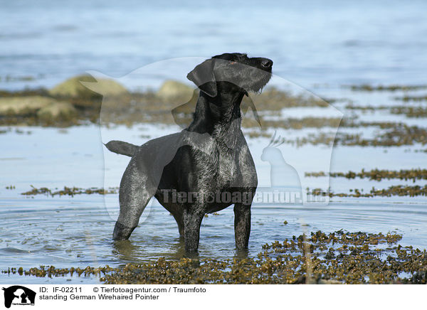 stehender Deutsch Drahthaar / standing German Wirehaired Pointer / IF-02211