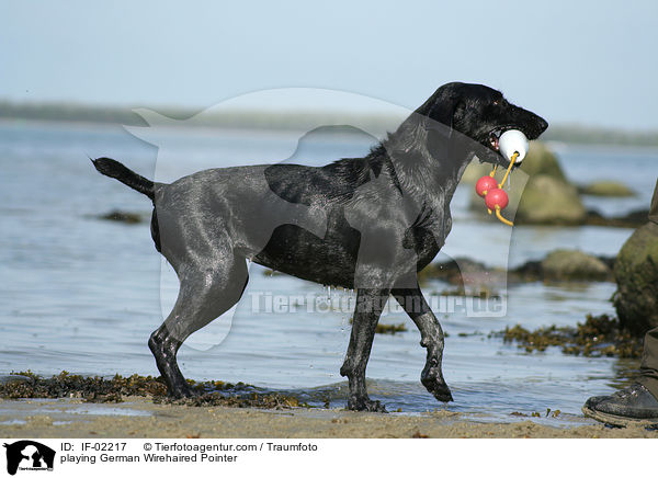 spielender Deutsch Drahthaar / playing German Wirehaired Pointer / IF-02217