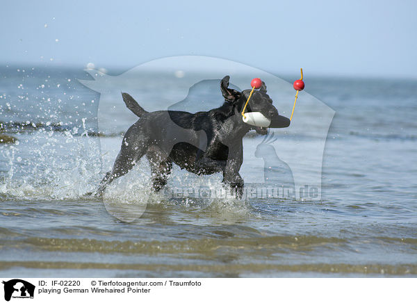 spielender Deutsch Drahthaar / playing German Wirehaired Pointer / IF-02220