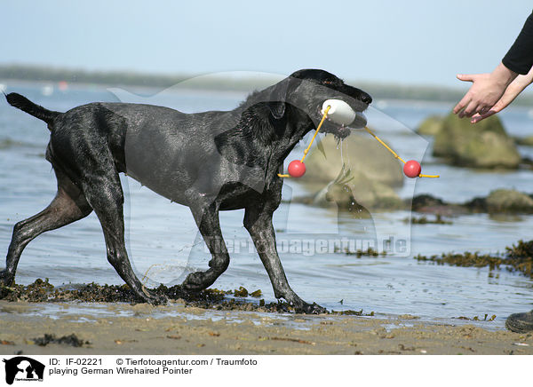 spielender Deutsch Drahthaar / playing German Wirehaired Pointer / IF-02221