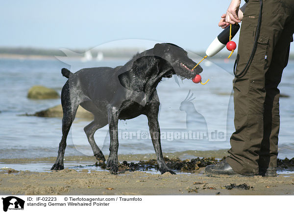 stehender Deutsch Drahthaar / standing German Wirehaired Pointer / IF-02223