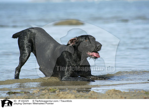 spielender Deutsch Drahthaar / playing German Wirehaired Pointer / IF-02225