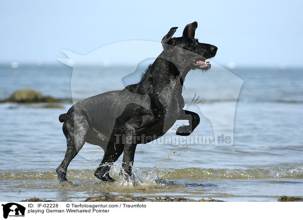 spielender Deutsch Drahthaar / playing German Wirehaired Pointer / IF-02228