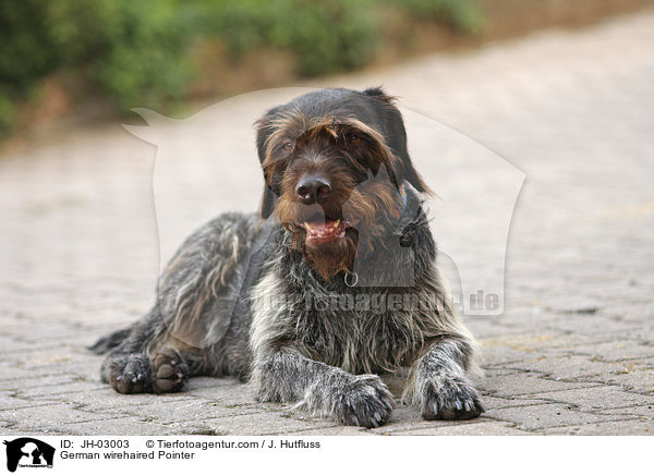 Deutsch Drahthaar / German wirehaired Pointer / JH-03003