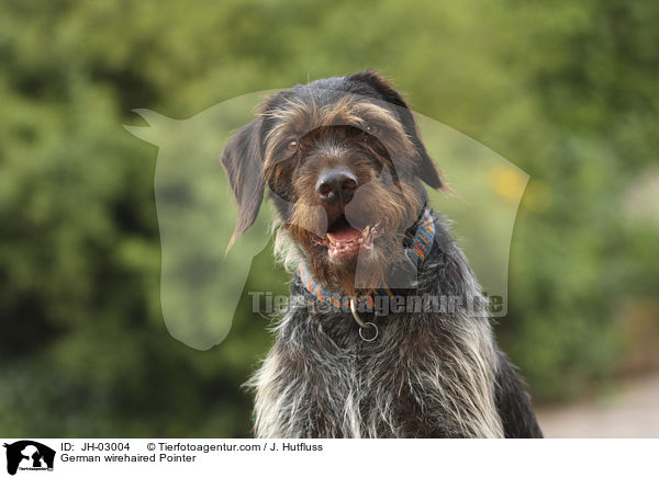 Deutsch Drahthaar / German wirehaired Pointer / JH-03004