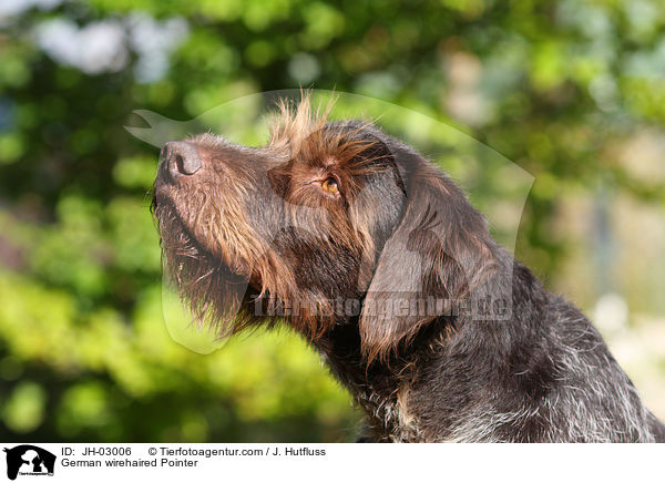 Deutsch Drahthaar / German wirehaired Pointer / JH-03006