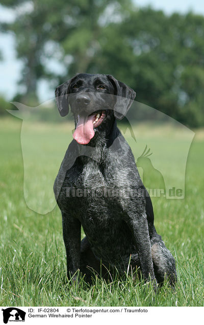 Deutsch Drahthaar / German Wirehaired Pointer / IF-02804