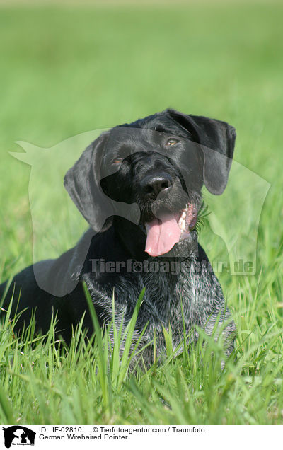 Deutsch Drahthaar / German Wirehaired Pointer / IF-02810