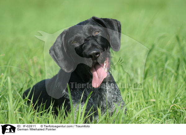 Deutsch Drahthaar / German Wirehaired Pointer / IF-02811