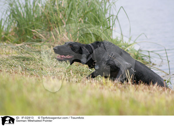 Deutsch Drahthaar / German Wirehaired Pointer / IF-02813