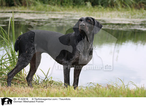 Deutsch Drahthaar / German Wirehaired Pointer / IF-02816