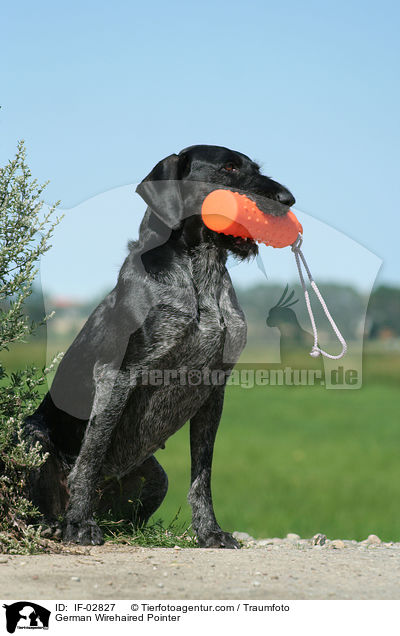 Deutsch Drahthaar / German Wirehaired Pointer / IF-02827