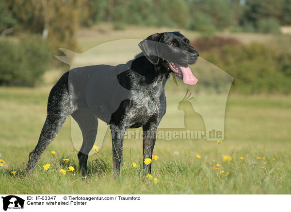 Deutsch Drahthaar Hndin / German wirehaired Pointer / IF-03347