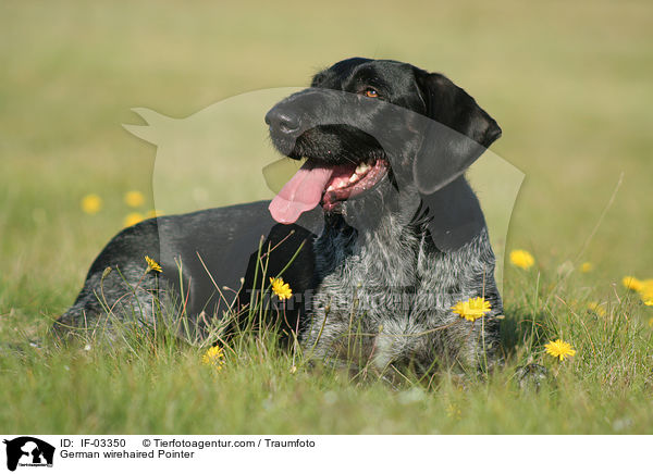 Deutsch Drahthaar Hndin / German wirehaired Pointer / IF-03350