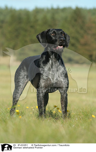 Deutsch Drahthaar Hndin / German wirehaired Pointer / IF-03351