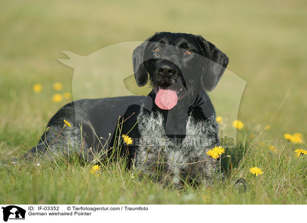 Deutsch Drahthaar Hndin / German wirehaired Pointer / IF-03352