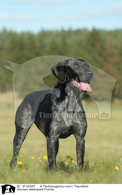 Deutsch Drahthaar Hndin / German wirehaired Pointer / IF-03357