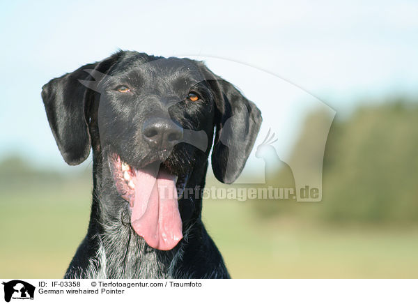 Deutsch Drahthaar Hndin / German wirehaired Pointer / IF-03358