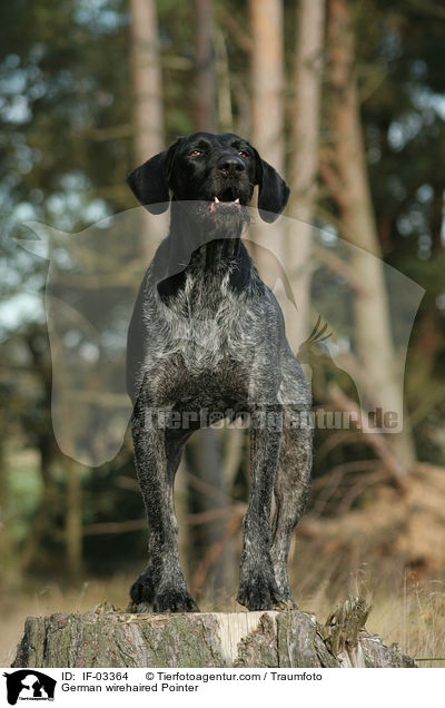 Deutsch Drahthaar Hndin / German wirehaired Pointer / IF-03364