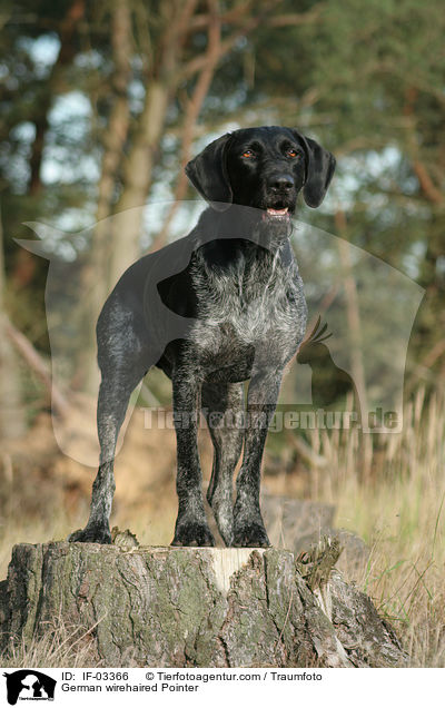 Deutsch Drahthaar Hndin / German wirehaired Pointer / IF-03366