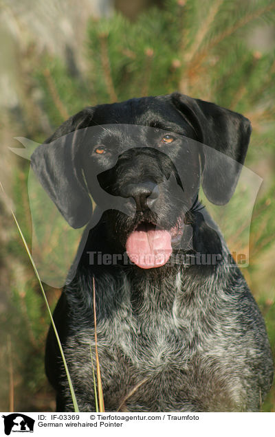 Deutsch Drahthaar Hndin / German wirehaired Pointer / IF-03369