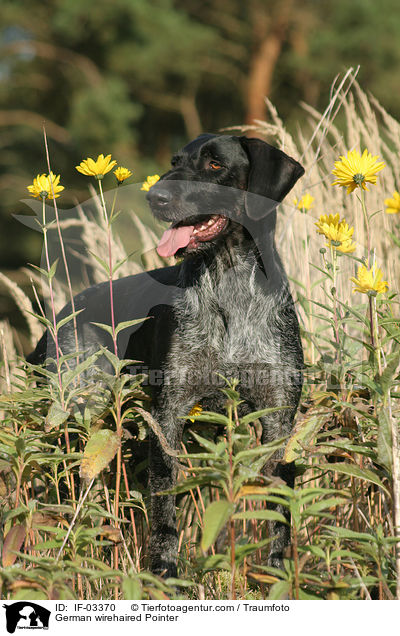 Deutsch Drahthaar Hndin / German wirehaired Pointer / IF-03370