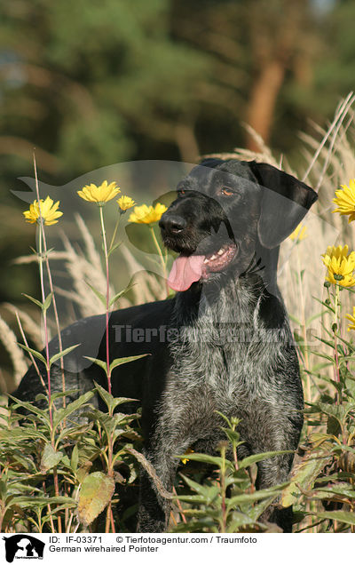 Deutsch Drahthaar Hndin / German wirehaired Pointer / IF-03371