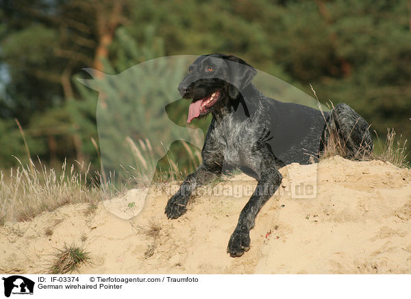 Deutsch Drahthaar Hndin / German wirehaired Pointer / IF-03374