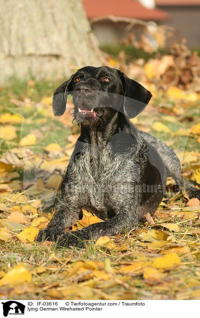 liegender Deutsch Drahthaar / lying German Wirehaired Pointer / IF-03616