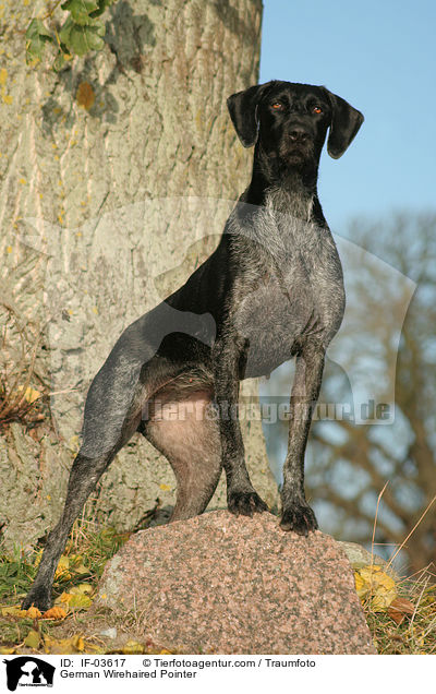 Deutsch Drahthaar / German Wirehaired Pointer / IF-03617