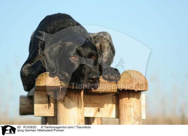 liegender Deutsch Drahthaar / lying German Wirehaired Pointer / IF-03620