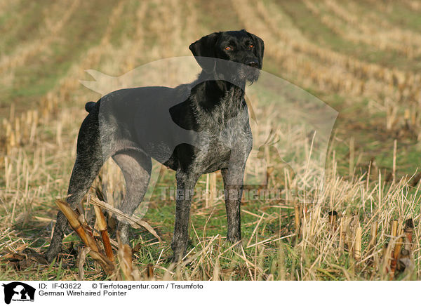 Deutsch Drahthaar / German Wirehaired Pointer / IF-03622