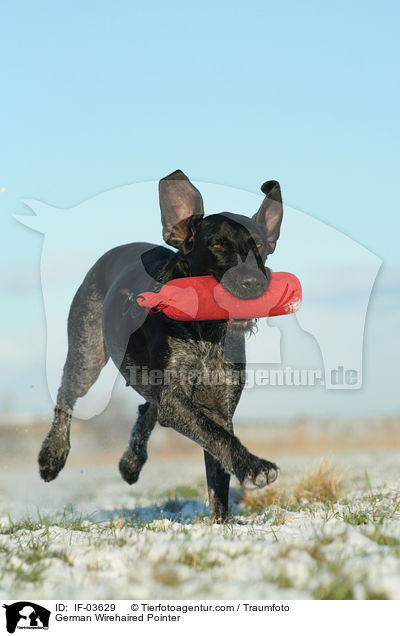 Deutsch Drahthaar / German Wirehaired Pointer / IF-03629