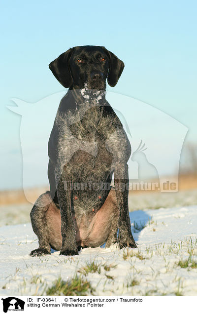 sitzender Deutsch Drahthaar / sitting German Wirehaired Pointer / IF-03641