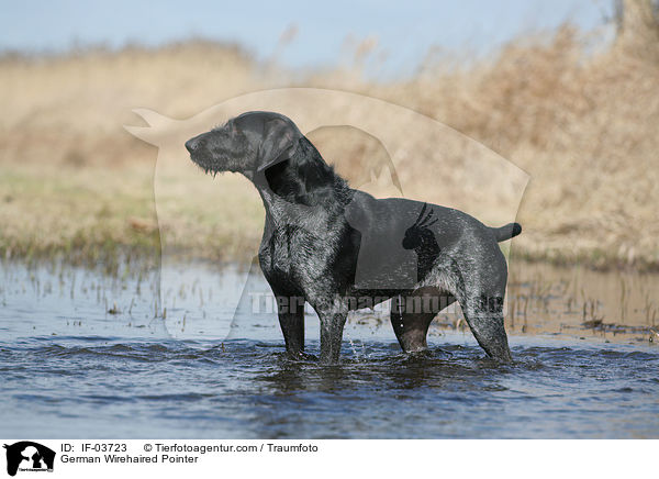 Deutsch Drahthaar Hndin / German Wirehaired Pointer / IF-03723