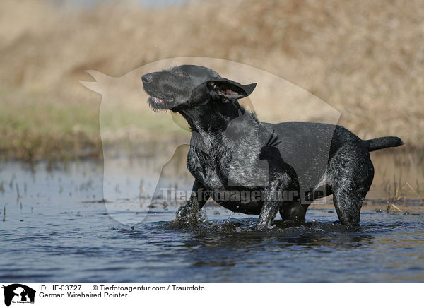 Deutsch Drahthaar Hndin / German Wirehaired Pointer / IF-03727