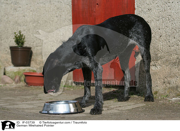 Deutsch Drahthaar Hndin / German Wirehaired Pointer / IF-03739