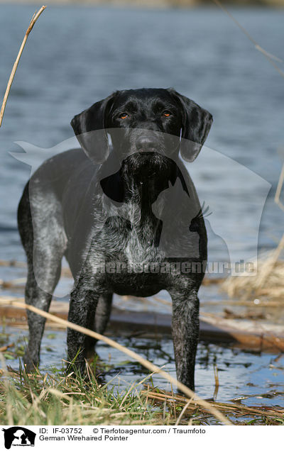 Deutsch Drahthaar Hndin / German Wirehaired Pointer / IF-03752