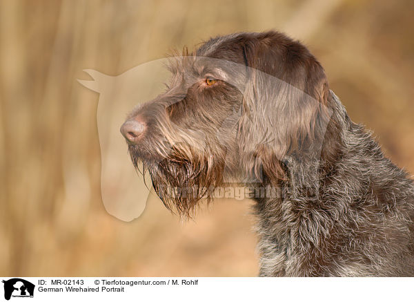 Deutsch Drahthaar Portrait / German Wirehaired Portrait / MR-02143