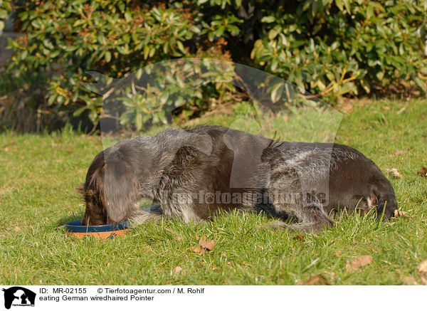 fressender Deutsch Drahthaar / eating German wiredhaired Pointer / MR-02155