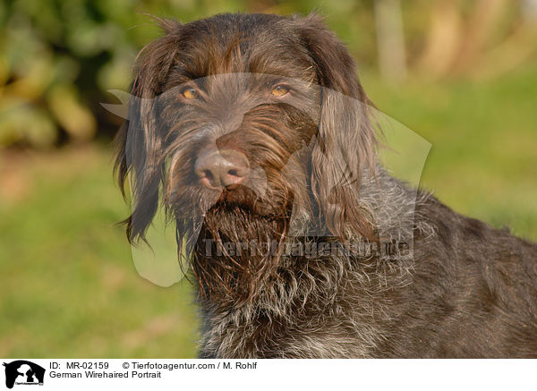 Deutsch Drahthaar Portrait / German Wirehaired Portrait / MR-02159