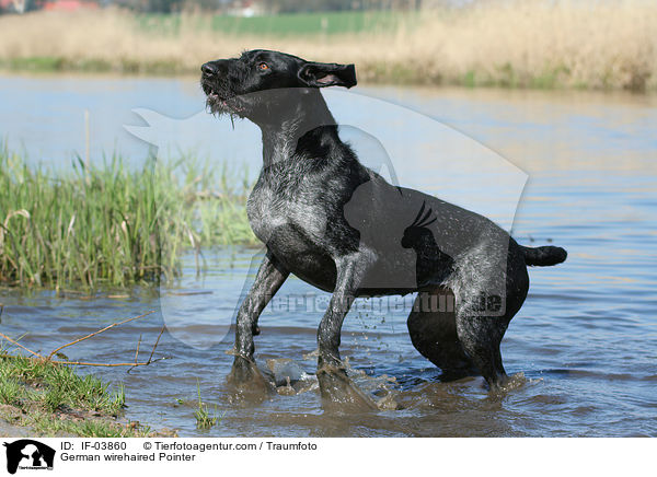 Deutsch Drahthaar / German wirehaired Pointer / IF-03860