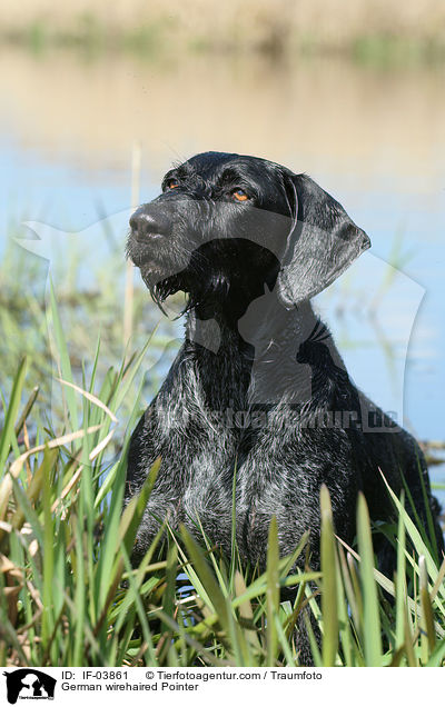 Deutsch Drahthaar / German wirehaired Pointer / IF-03861