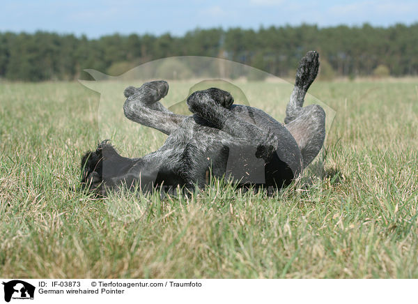 Deutsch Drahthaar / German wirehaired Pointer / IF-03873