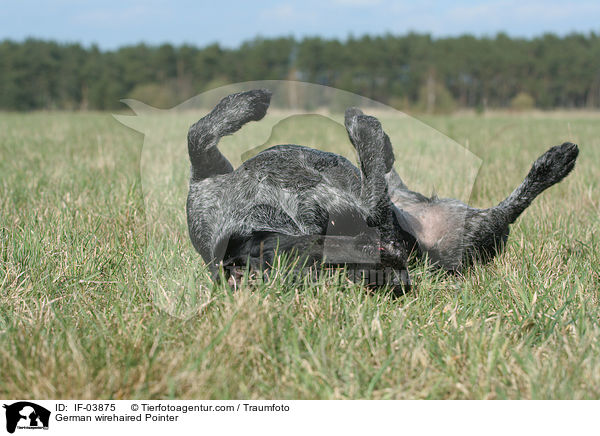 Deutsch Drahthaar / German wirehaired Pointer / IF-03875