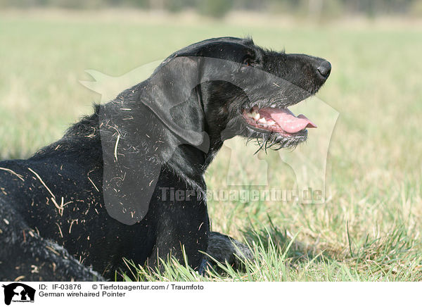 Deutsch Drahthaar / German wirehaired Pointer / IF-03876