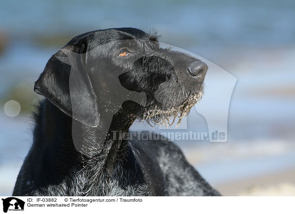 Deutsch Drahthaar / German wirehaired Pointer / IF-03882